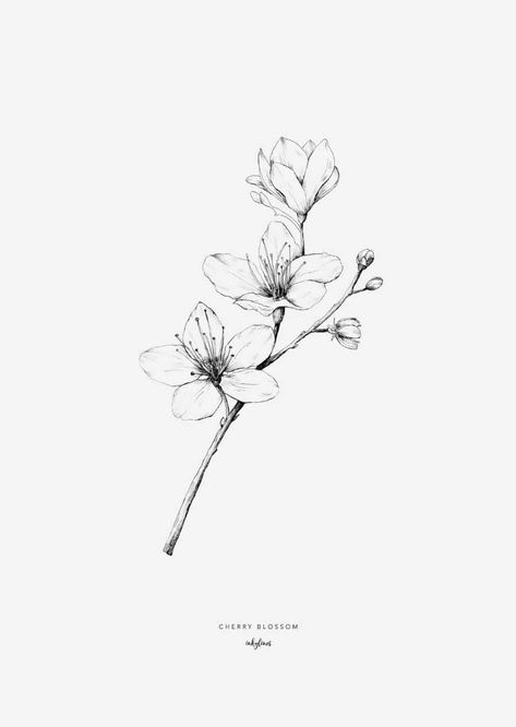 Sprig Tattoo, Tropisches Tattoo, Hur Man Ritar Blommor, Flower Tattoo Drawings, Flowers Illustration, Blossom Tattoo, Cherry Blossom Tattoo, Flower Sketches, Blossoms Art