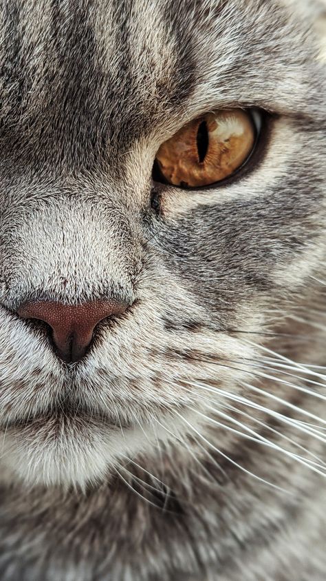 Animal Close Up, Grey Tabby, Close Up Photo, Grey Cat, Cat Photography, British Shorthair, Yellow Eyes, Cat Wallpaper, Cute Cats And Dogs