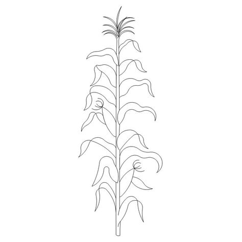 Corn Stalk-L03506* How To Draw Corn Stalks, Corn Maze Drawing, Corn Tattoo Ideas, Corn Stalk Drawing, Corn Stalk Tattoo, Corn Field Drawing, Painting Screens, Corn Tattoo, Patrick Drawing