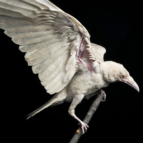 Rare Albino Raven Murdered | Audubon. this was a shame. stupid people. Regnul Animal, White Raven, Quoth The Raven, Crows And Ravens, Albino Animals, Jackdaw, Raven Art, Black Birds, Crows Ravens