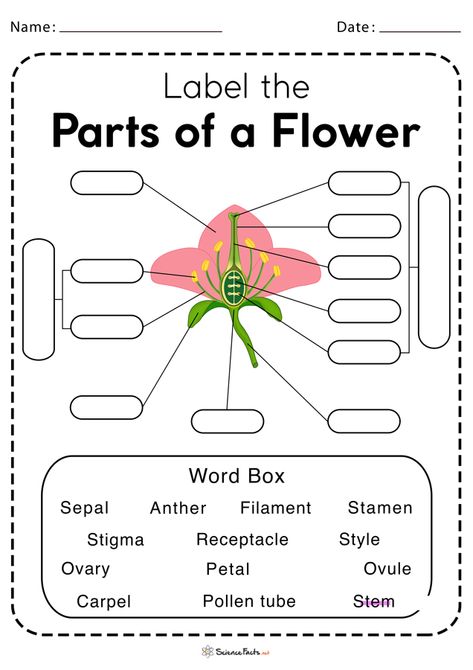 Parts of a Flower Worksheet - Free Printable Flowering And Non Flowering Plants Worksheet, Flower Parts Diagram, Parts Of Flower Diagram, Flower Parts Worksheet, Part Of Flower Worksheet, Flower Parts Project, Flower Parts For Kids, Parts Of Flower Project, Parts Of Flower Worksheet