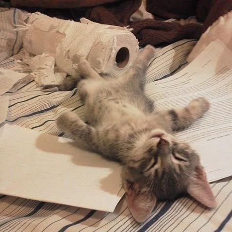 If You Ever Feel Sad, These 30 Sleeping Cats Will Make You Smile Söt Katt, Cat Sleeping, Cute Cats And Kittens, Silly Cats, I Love Cats, Kitty Kitty, Pretty Cats, Cute Kittens, Funny Animal Pictures