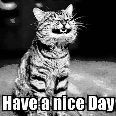 Meme Friday, Today Is A New Day, Cat Meme, Different Dogs, Have A Nice Day, Nice Day, A New Day, Pretty Face, Cat Memes