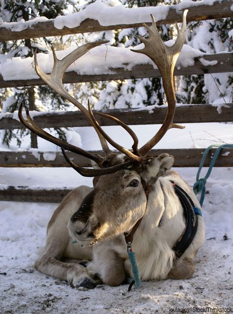 Raise reindeer on my hobby farm. Real Reindeer, Farm Visit, Baby Reindeer, Hobby Farms, Christmas Scenes, Santa And Reindeer, Christmas Animals, Antlers, The Snow