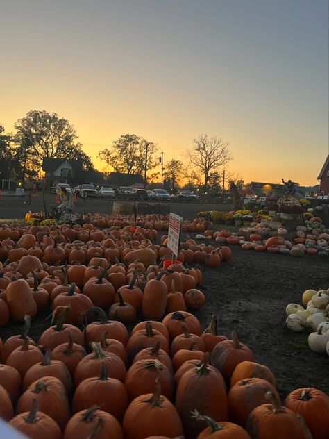 Autumn Aesthetic Pumpkin Patches, Fall Aesthetic Pumpkin Patch, Happy Fall Aesthetic, Season Of The Sticks Aesthetic, Retro Fall Aesthetic, Cute Fall Things, Pumpkin Picking Aesthetic, Fall Pumpkin Aesthetic, Fall Astethic