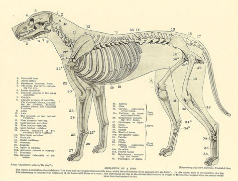 Anatomy Images, Anatomy Bones, Skeleton Anatomy, Bone Books, Dog Anatomy, Skeleton Drawings, Dog Skeleton, Animal Skeletons, Skeleton Illustration