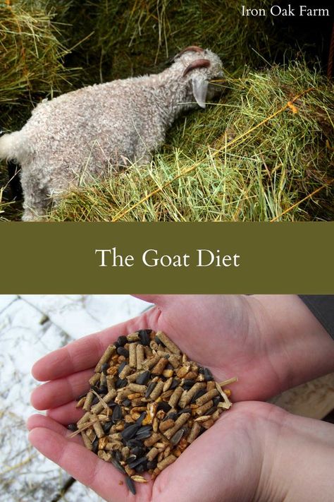 Goat Feeders Ideas Hay, Goat Feeder Ideas For Grain, Goat Pasture, Goat Treats, Trimming Goat Hooves, Goat Feed, Survival Knowledge, Nigerian Goats, Farming Animals