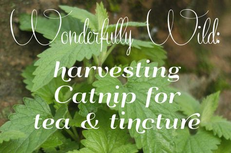 Catnip Tincture Benefits, Catnip Tincture, Appalachian Magic, Herbs For Sleep, Catnip Plant, Tinctures Recipes, Medicine Garden, Wild Foraging, Harvesting Herbs