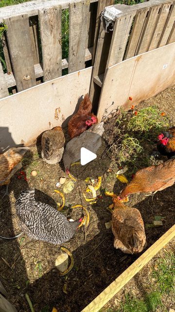 Chelsea Ahearn | Acres of Adventure on Instagram: "That’s right, our compost bin is directly in our chicken run. 

We’ve had it this way the last couple years and it has worked out great. The chickens snack on the scraps and turn the compost while doing so. 

We do come in there occasionally and give it a big turn to flip it to help mix it deeper. 

They continue to fertilize it with their poop and we add their bedding during the spring/summer/fall to break down.

We’ve had great success with a compost that has helped our garden be abundant all while letting the chickens do most of the work. 😃

#chickens #backyardchickens #composting #gardeningtips #homestead #acresofadventure #michiganhomesteading" Chicken Composting, Homestead Animals, Chicken Snacks, Chicken Run, Garden Harvest, Chicken Runs, Chicken Farm, Farm Gardens, Chickens Backyard