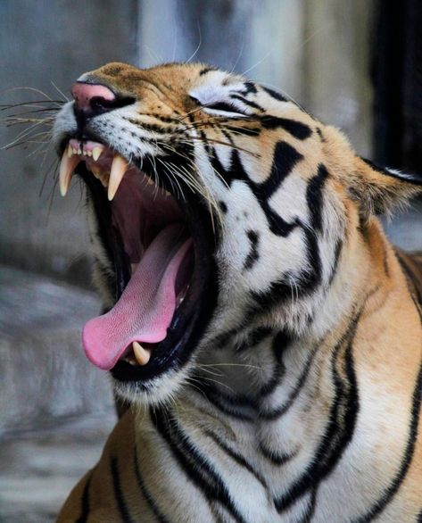 Animal Drawing Reference Photo, Bengal Tiger Photography, Tiger Reference Photo, Tiger Fierce, Tiger Growling, Animal Reference Photos, Tiger Reference, Animals In Action, Tiger Paws