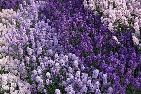 Purple Flowers Garden, Lavender Aesthetic, Kid Drinks, Lavender Field, Vampire Knight, Magical Garden, Make Friends, Nature Plants, Lavender Fields