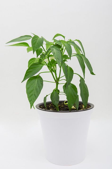 Pepper As A Houseplant – Learn How To Grow Indoor Peppers Grow Peppers, Growing Peppers, Things To Keep In Mind, Pepper Plants, All Fruits, Sustainable Garden, Trees And Shrubs, All Flowers, Water Plants