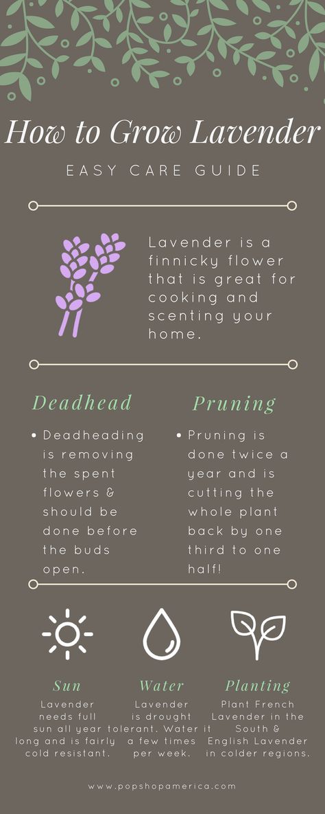 The Easiest Lavender Care Guide Lavender Care, Grow Lavender, Growing Lavender, Types Of Herbs, Organic Vegetable Garden, Lavender Garden, Lavender Plant, Lavender Farm, Home Vegetable Garden