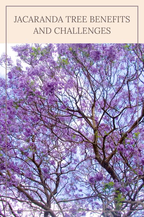 Jacaranda trees are known for their gorgeous lavender blooms and rapid growth. These trees can quickly add beauty to any yard or garden. However, they require specific maintenance practices to thrive, which might be challenging for some homeowners. Understanding the pros and cons of Jacaranda trees can inform your choice, whether you want to plant one for aesthetic appeal or are thinking about maintenance needs. Explore how to keep your Jacaranda tree healthy and beautiful throughout the seasons for a striking addition to your outdoor space. Jacaranda Tree Garden, Garden Australia, Jacaranda Trees, Desert Gardening, Jacaranda Tree, Attract Pollinators, Desert Garden, Fragrant Flowers, Natural Shades