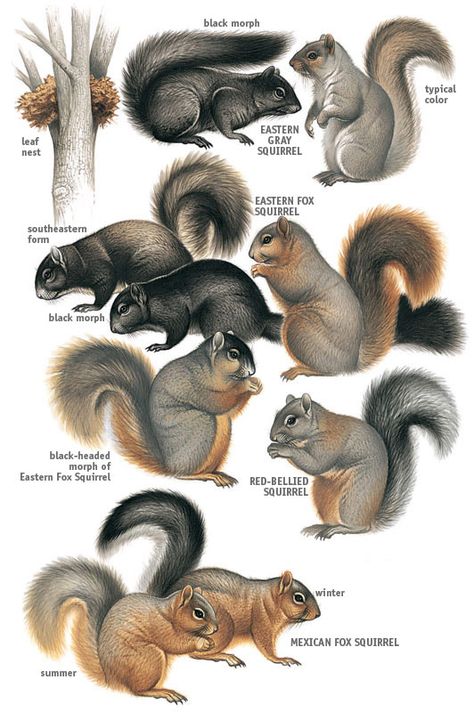 Types of Squirrels | Eastern & Tropical Tree Squirrels -MBW-                                                                                                                                                      More Squirrel Species, Squirrel Appreciation Day, Grey Squirrel, Squirrel Pictures, Squirrel Art, Tropical Tree, Cute Squirrel, Baby Squirrel, Little Critter