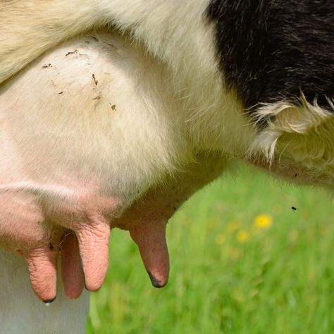 🌿 Udderly Soft, crafted by Dr. Sarah, a renowned large animal veterinarian, for the comfort and health of your dairy cows. 🐄 🍃 Udderly Soft is a 100% oil-based salve, perfect for tackling udder edema, mastitis, and other udder-related issues. It's your go-to solution for healing damaged and cracked teats, as well as infected or inflamed udders. 🔬 Effective against bacterial, viral, and fungal infections, Udderly Soft ensures comprehensive care for your herd. 🌼 Key Natural Ingredients: Ses... Large Animal Veterinarian, Dairy Cow Art, Cow Photos, Dairy Cows, Cow Art, Mixed Media Projects, Large Animals, Animal Photo, Veterinarian