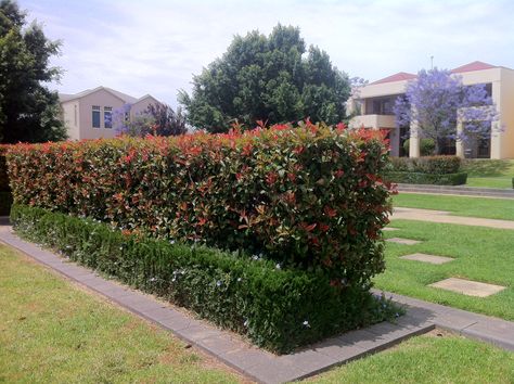 Mature Lilly Pilly hedge at Mawson Lakes (taken 07/11/2013) Eugenia Plant, Lilly Pilly Hedge, Hedges Landscaping, Flower Hedge, Lilly Pilly, Garden Hedges, Landscaping Trees, Outside Plants, Hedging Plants