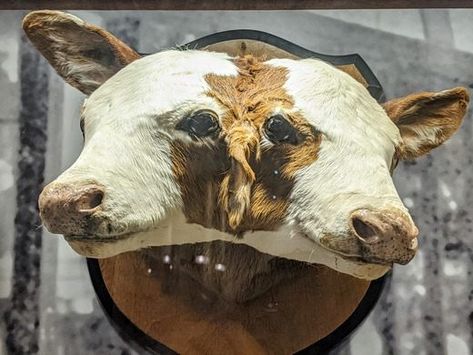 Two Headed Calf, Taxidermy Art, Vulture Culture, Atlas Obscura, Two Heads, Georgia State, Atlanta Georgia, Art Portfolio, Taxidermy