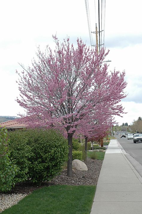 Eastern Redbud Small Ornamental Trees, Cercis Canadensis, Judas Tree, Landscape Nursery, Eastern Redbud, Pond Maintenance, Mountain Nursery, Fuchsia Flower, Landscape Products