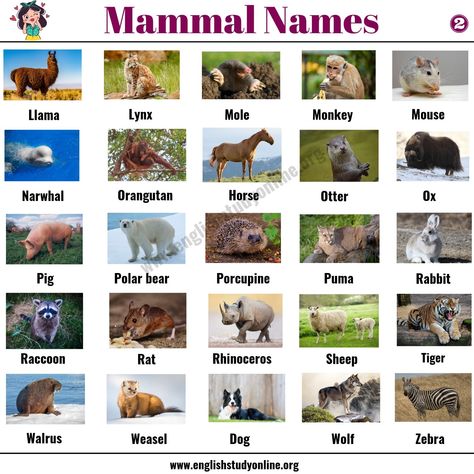 List of Mammals: 50+ Popular Mammal Names with Examples and ESL Pictures - English Study Online Animals Name List, Mammals Animals, Baby Polar Bears, Easy English, Animal Flashcards, Australian Outback, Word Choice, Pig Farming, List Of Animals