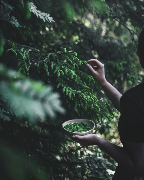 Spruce Tips, Nature Witch, Witch Aesthetic, Green Witch, Coven, Green Aesthetic, Apothecary, Vision Board, A Woman