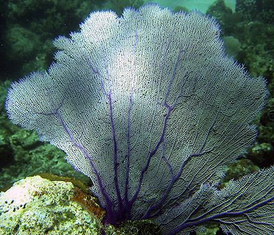 Sea fans of Bonaire Beneath The Sea, Coral Art, Ocean Pictures, Underwater Creatures, Underwater Life, Water Life, Reef Tank, Coral Reefs, Saltwater Aquarium