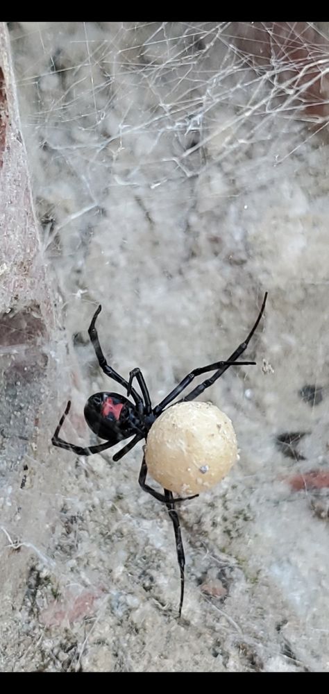 Spider Egg Sack, Spider Eggs, Widow Spider, Egg, Animals