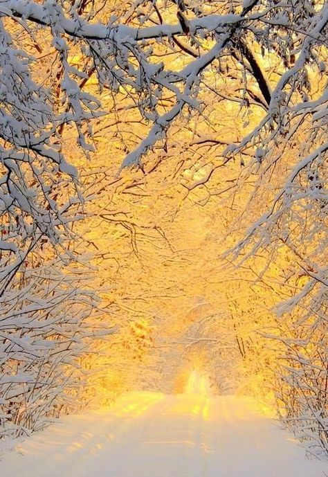 . Winter Szenen, Winter Scenery, Winter Beauty, Snow Scenes, Winter Pictures, Winter Wonder, Cool Stuff, Winter Landscape, Winter Scenes