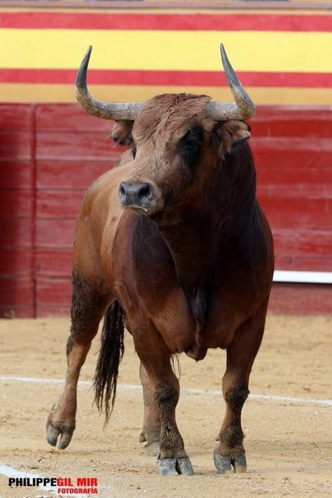 Ox Photography, Male Cow, Bull Photography, Bull Animal, Bull Artwork, Nguni Cattle, Bull Pictures, Bucking Bulls, Bull Painting