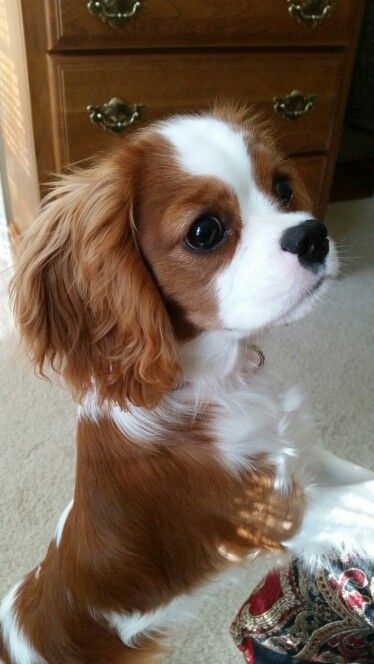 Cavalier King Charles Spaniel Cavalier King Spaniel, King Spaniel, King Charles Puppy, Cavalier Puppy, Cavalier King Charles Dog, King Charles Cavalier Spaniel Puppy, King Charles Dog, Spaniel Puppies, Spaniel Dog