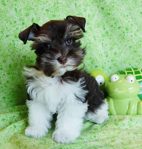 Miniature Toy Teacup Schnauzers Toy Schnauzers and Miniature Schnauzers for sale from Paradise Valley Schnauzers. Black, Black and Silver, Salt and Pepper, Silver, White, Rare Chocolates and White Chocolates and Parti Colors. Pictures of Miniature Schnauz Teacup Schnauzer, Miniature Schnauzer Black, White Miniature Schnauzer, Toy Schnauzer, Schnauzer Breed, Colors Pictures, Mini Schnauzer Puppies, Schnauzer Puppies, Miniature Schnauzer Puppies