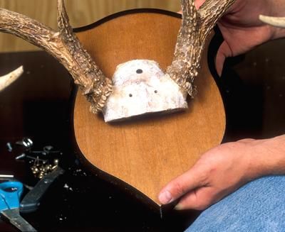 On a standard skull mount, secure the skull to the mounting plaque with three drywall screws. Mounting Deer Antlers Diy, Ideas For Deer Antlers, Deer Antler Mount Ideas, Antler Mount Ideas, Deer Antlers Diy, Antlers Diy, Deer Antler Ideas, Antler Mounts, Diy Antler