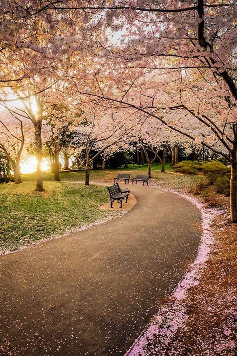 Walking path from the FDR memorial to the tidal basin - Washington DC, USA Park Benches, Cherry Blossom Trees, Blossom Trees, Washington Dc, Cherry Blossom, Washington, Blossom, Cherry, Trees