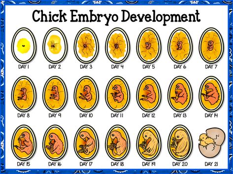 Stages Of Chicken Egg Development, Hatching Chicks In The Classroom, Incubating Chicken Eggs, Oviparous Animals, Chicken Life Cycle, Science Exhibition, Hatching Chickens, Embryonic Development, Raising Chicks