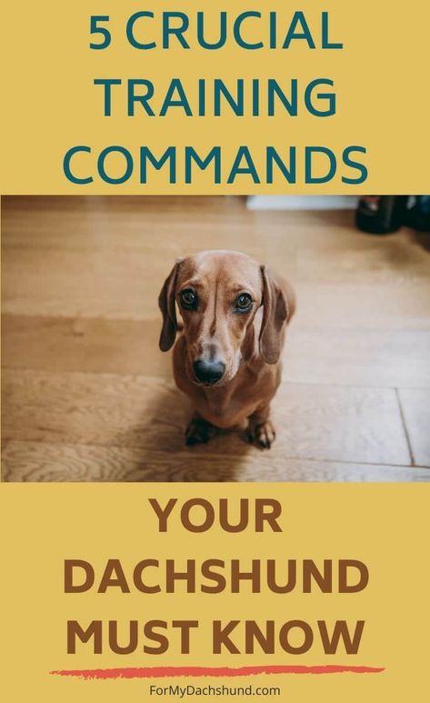 Training Dachshund Puppies, Teaching A Dog To Sit, Dachshund Diy Crafts, Training A Dachshund Puppy, Mini Dauchsands Puppy, Daushands Puppies, Happy Dachshund, Mini Dachshund Puppies, Dachshund Facts