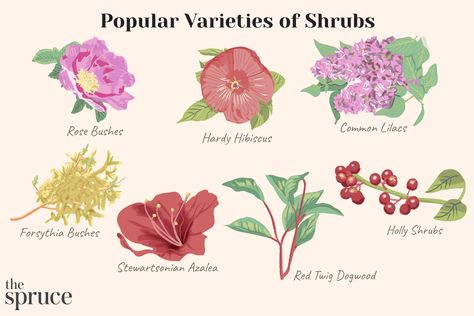 Discover 24 Colorful Shrubs to Enhance Your Garden Forsythia Bush, Common Lilac, Holly Shrub, Colorful Shrubs, Deer Resistant Garden, Red Twig Dogwood, Types Of Shrubs, Hardy Hibiscus, Planting Shrubs