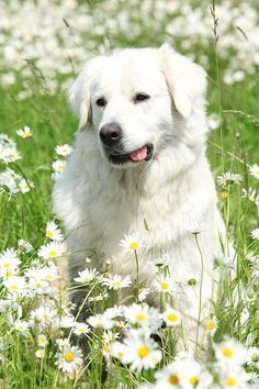 Dogs Breeds Large, Big White Dog, White Retriever, White Dog Breeds, Dogs White, Protective Dogs, Big Dog Breeds, Dogs Breeds