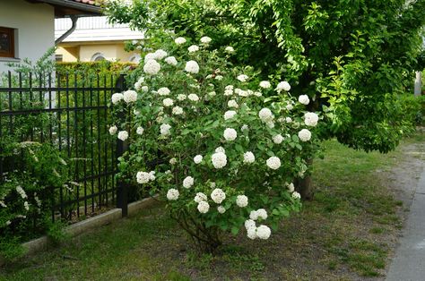 If You Want Your Snowball Viburnum To Produce More Gorgeous Blooms, Prune It This Way Snowball Viburnum Landscape, Snowball Bush, Snowball Hydrangea, Snowball Viburnum, Hydrangea Bloom, Hedging Plants, Indoor Trees, Plant Diseases, Flowering Shrubs