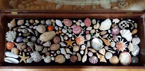 Rock Collection Display, Shell Storage, Shell Creations, Seashell Display, Shabby Chic Dining Room, Shell Display, Vinyl Display, Seashell Projects, Shabby Chic Dining