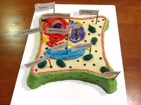 Plant Cell cake-- I'm always wondering what to do with old project. This is great-- I can take a picture and then eat it. :) Plant Cell Cake, Animal Cell Model Project, Edible Animal Cell, 3d Plant Cell, Edible Cell Project, 3d Animal Cell, Cell Cake, Plant Cell Project, Edible Cell