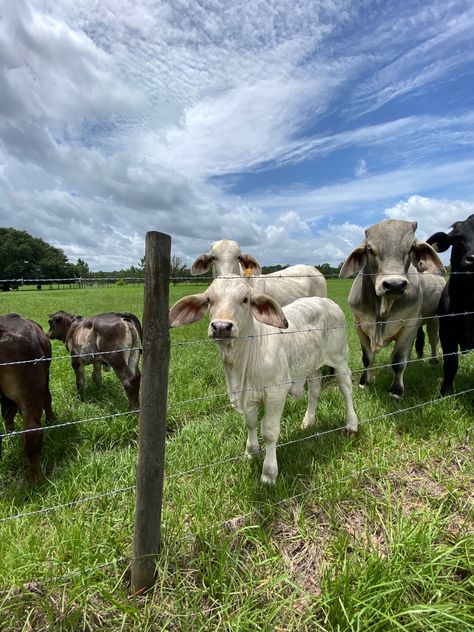 Lake Stacy #cow #calf #bull #cattle #brahman #florida #southern #ranch #farm #lakestacy Cattle Grazing Fields, Cattle Aesthetic, Ranch Cows, Cow Ranch, Brahman Cow, Big Cow, Brahman Cattle, Florida Farm, Dad Aesthetic