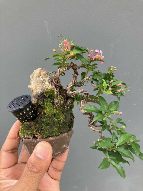 Bonsai Tree Aesthetic, Cherry Bonsai, Cascade Bonsai, Bonsai Kit, Bonsai Fruit Tree, Bonsai Mame, Bougainvillea Bonsai, Bonsai Making, Bonsai Ficus