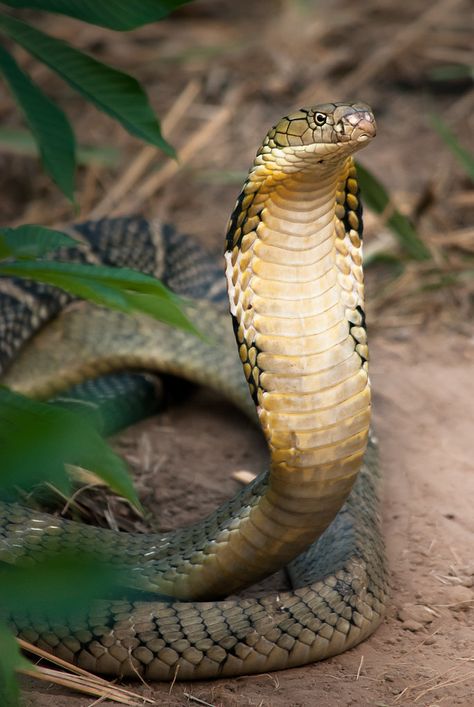 ˚King Cobra (Ophiophagus hannah) King Cobra Snake, Snake Photos, Cobra Tattoo, Poisonous Snakes, Cool Snakes, Types Of Snake, Snake Wallpaper, Cobra Snake, Beautiful Snakes