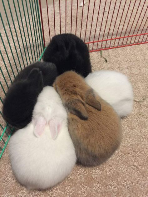 4 Bunnies, Two Bunnies, Bunny Room, Bunny Boy, Cutee Animals, Cute Bunny Pictures, Very Cute Dogs, Pet Bunny