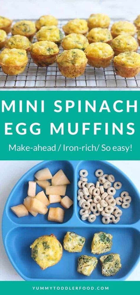 Best-Ever Spinach Egg Muffins (So Easy, So Good!) Baby Muffins, Spinach Muffins, Baby Led Weaning Recipes, Spinach Egg, Weaning Recipes, Healthy Toddler Meals, Egg Diet, Egg Bites, Egg Muffins