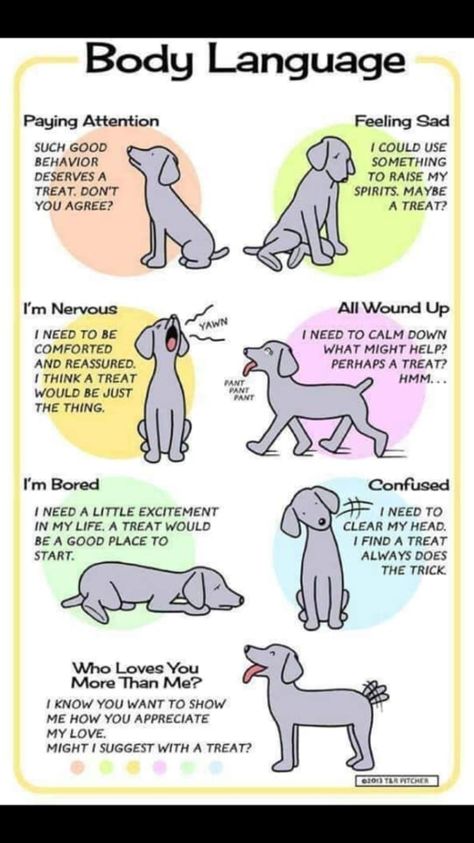 Dog Body Language, Dog Behavior Problems, Dog Health Tips, Dog Training Advice, Dog Information, 강아지 그림, Dog Language, Dog Facts, Dog Care Tips