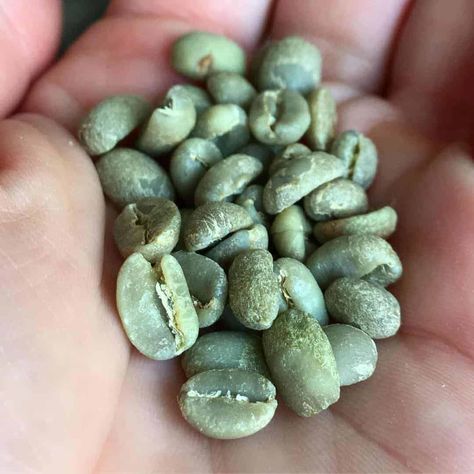 DIY green coffee bean extract (GCBE) is a simple, cost-effective and quick way to make your own extract. GCBE has many benefits and is a great way to add a bit of caffeine to your favourite drinks. Try adding it to your pre-workout smoothie for an extra boost of energy. To learn more about green … DIY Green Coffee Bean Extract Instant-Pot Recipe Read More » The post DIY Green Coffee Bean Extract Instant-Pot Recipe appeared first on Cupper's Coffee & Tea. Pre Workout Smoothie, Workout Smoothies, Green Coffee Bean Extract, Green Diy, Green Coffee Bean, Coffee Photography, Pink Drinks, Pre Workout, Coffee Bean