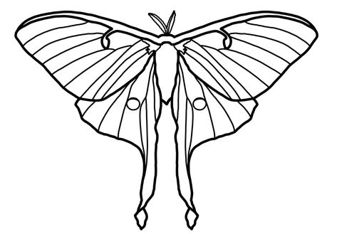 Luna Moth Stick And Poke, Luna Moth Line Drawing, Luna Moth Coloring Page, Luna Moth Stencil, Luna Moth Clip Art, Lunar Moth Outline, Luna Moth Line Art, Luna Moth Drawing Simple, Moth Cookies