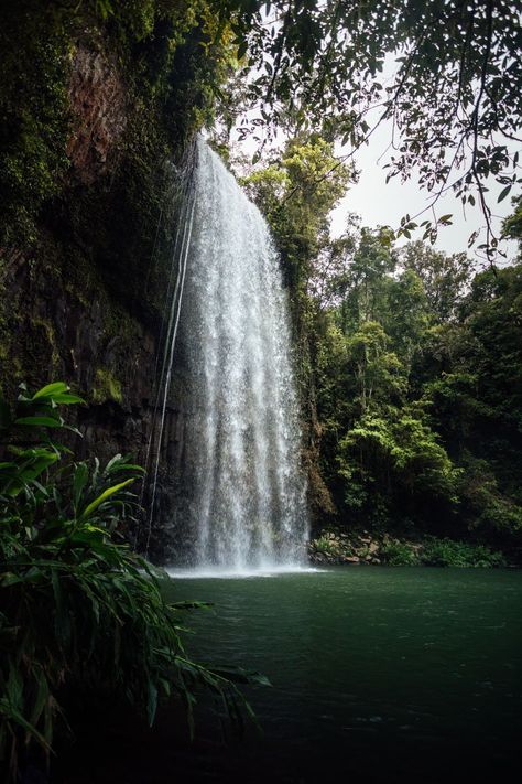 Atherton Tablelands, Cairns Australia, Daintree Rainforest, Save Nature, Largest Waterfall, Mission Beach, Oceania Travel, North Queensland, The Great Barrier Reef