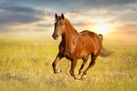 Why Are Horse Tails So Different From Zebras and Donkeys ... Running Wallpaper, Male Horse, Horse Running, Red Horse, Horse Tail, Horse Feed, Horse Names, Goddess Of Love, Horse Photos